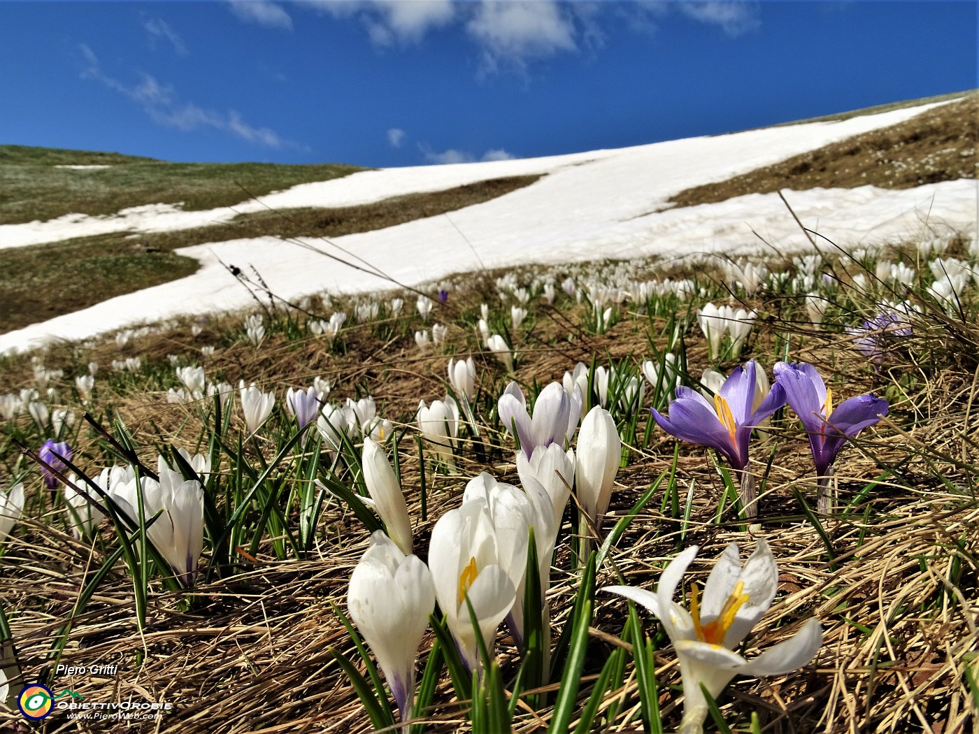 15 Bianchi fiori di Crocus vernus (Zafferano maggiore) crescono appena la neve si scioglie.JPG